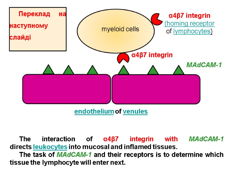 α4β7 integrin MAdCAM-1 myeloid cells endothelium of venules α4β7 integrin (homing receptor of lymphocytes)